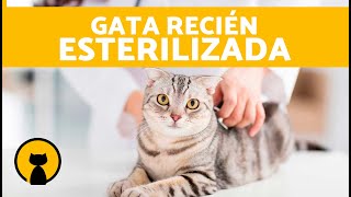 CUIDADOS de una GATA ESTERILIZADA 🐱  Alimentación Curas de la Herida y otros Cuidados ✅ [upl. by Felipa]