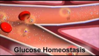 Insulin and the Regulation of Glucose in the Blood [upl. by Leahcimrej]