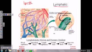 Organs of the immune system [upl. by Eiluj]