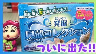 ついに出た！発掘 貝殻コレクション 開封レビュー【PART8】あたりは本物の真珠！！ [upl. by Adarbil]