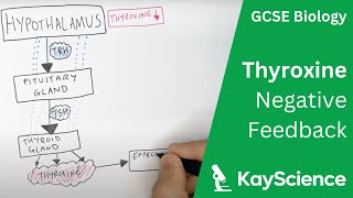 Negative Feedback of Thyroxine  GCSE Biology 91  kaysciencecom [upl. by Melly]