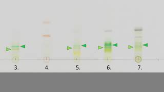 Interpretacja chromatografii barwników fotosyntetycznych [upl. by Yerkovich495]