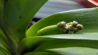 Vanda orchids update September 2021  have some spikes to show [upl. by Nus]