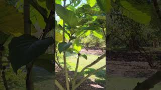 Moraceae Fig  World Class Specimen [upl. by Adliwa]