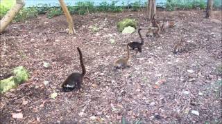 Coati Invasion in the Riviera Maya Mexico [upl. by Hazlett328]