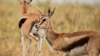 El fascinante mundo de las gacelas 4K [upl. by Amri792]