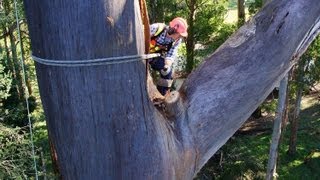 HUGE Dead Mountain Ash Tree Removal [upl. by Maurili]