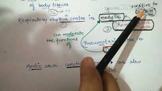 Regulation of respiration by Rhythm centre pneumotaxic centrechemosensitive area etc [upl. by Adyeren]