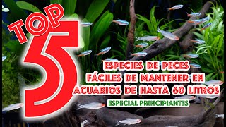 5 peces 🐟 fáciles de mantener en acuarios de hasta 60l  TOP 5  especial principiantes 👍 [upl. by Justino530]