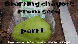 ⟹ Chayote  Sechium edule  starting it from seed [upl. by Tapes]