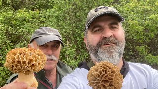 Morilles superbes 2023  momos pour mon beau père  jean [upl. by Ender]