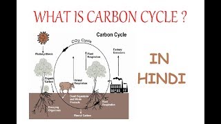 CARBON CYCLE Explained In Depth In Hindi [upl. by Ahsennod]