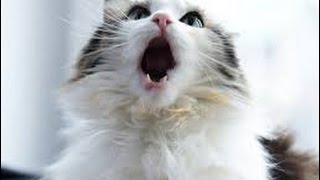 Meowing Purring and Talking Cats – Cats Making Funny Sounds Compilation [upl. by Mathre]