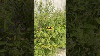 Tulsi upaye trending populer viralshort tulsi upaye ytshorts [upl. by Nivle]