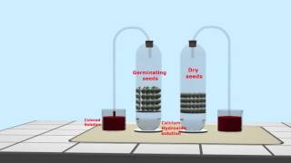 SEEDS respiration exp 01 Gas Exchange [upl. by Attenej571]