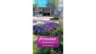 Primulas [upl. by Saravat]