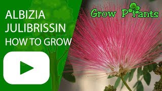 Albizia julibrissin tree  How to grow and care [upl. by Artcele]