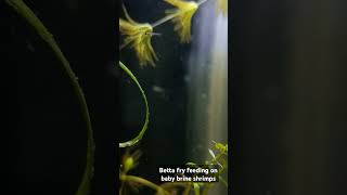 Betta fish fry feeding on baby brine shrimp bettafish betta nature aqualife love fighterfish [upl. by Rennie]