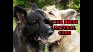 Tick Bites Natural Treatment Ledum Palustre For My Dogs [upl. by Townsend294]