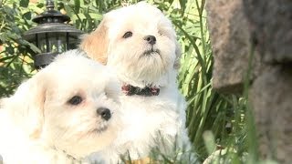 These Shichon Puppies Are Inseparable [upl. by Cardie]