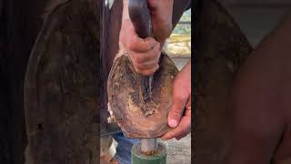 Horseshoe Cleaning  Nature Portal horseshoeing horse horses nature [upl. by Fausta789]