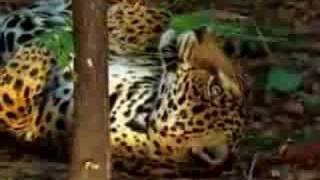 jaguar tastes the hallucinogenic effects of yage [upl. by Nodnarb]