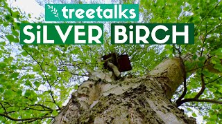 Silver Birch Tree  Facts amp Identification [upl. by Lukin]