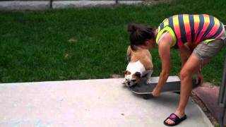 Most bulldogs LOVE skateboarding what happened here [upl. by Eslek]