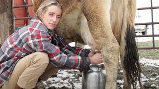 Milking Miss Tulip Our Family Milk Cow [upl. by Rexfourd]