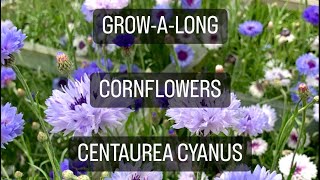 GrowAlong Cornflowers Centaurea cyanus [upl. by Franklyn821]