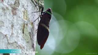 Cicada  Tacua Speciosa [upl. by Aisile527]