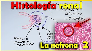 Histología de Riñón 2 [upl. by Lubow]