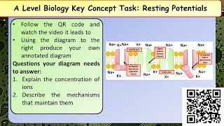 A Level Biology Resting potential [upl. by Lamok467]