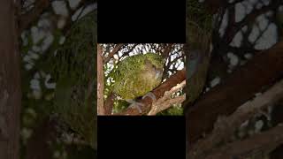 kakapo kakapo owl parrot new zealand animal flightless bird [upl. by Atirahc]