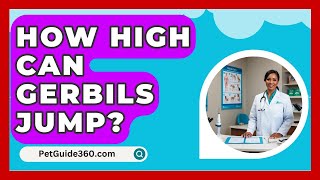 How High Can Gerbils Jump  PetGuide360com [upl. by Ross733]