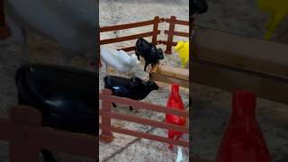 Chegou os bois coloridos na fazendinha shorts viral animais boi [upl. by Emelita]