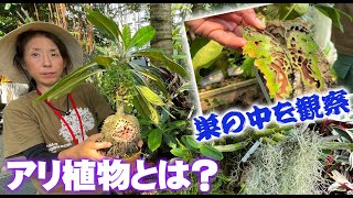 【珍奇植物の極み】今注目の『アリ植物』の種類と特性を解説【咲くやこの花館】 [upl. by Sirrom]