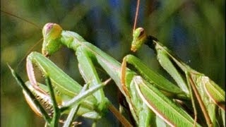 Mantis Mating  Wildlife On One Enter The Mantis  BBC Earth [upl. by Dasha60]