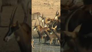 Sable Antelope Struggle to find water in a drying up mud filled Waterhole wildlife youtubeshorts [upl. by Stillman]