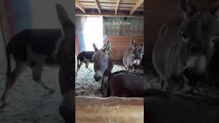 Just a few of the spoiled donkeys shorts onehappyassfarm farmlife donkeys babies animals [upl. by Kred]