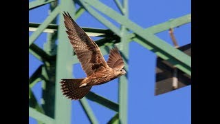 The Saker Falcon – A Precious Gem of the Lowlands [upl. by Partridge]