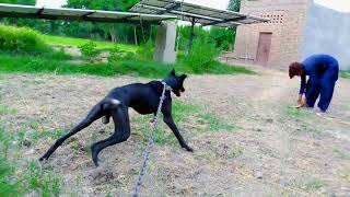 Greyhound Dog Jumping Videos  Greyhound Dog Videos  Greyhound Dog  Greyhound Dog Lovers [upl. by Simaj]