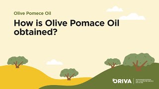 Difference between Extra Virgin Olive Oil and Olive Pomace Oil  जैतून का तेल  Everyday Life  14 [upl. by Notneb]