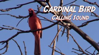 Cardinal BirdCalling Sounds promo [upl. by Besse]