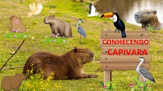 Conhecendo a capivara [upl. by Scarface]