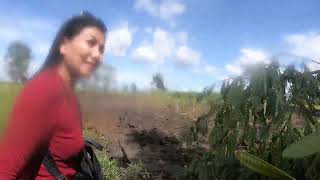 visiting Pims family rice field [upl. by Leonid]