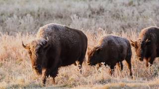 Canada’s Bison Restoring a Legacy [upl. by Ilwain]