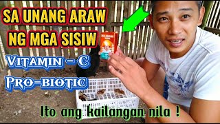 Pagbibigay ng probiotic at Vitamins sa unang araw ng sisiw [upl. by Annadiana]