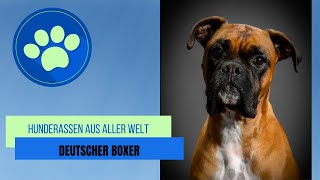 Deutscher Boxer [upl. by Nafri912]