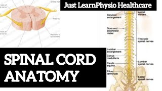 Neurology  Anatomy of Spinal cord and Spinal nerves vertebrae spinalcordnotes spinal nerve [upl. by Acinomaj]